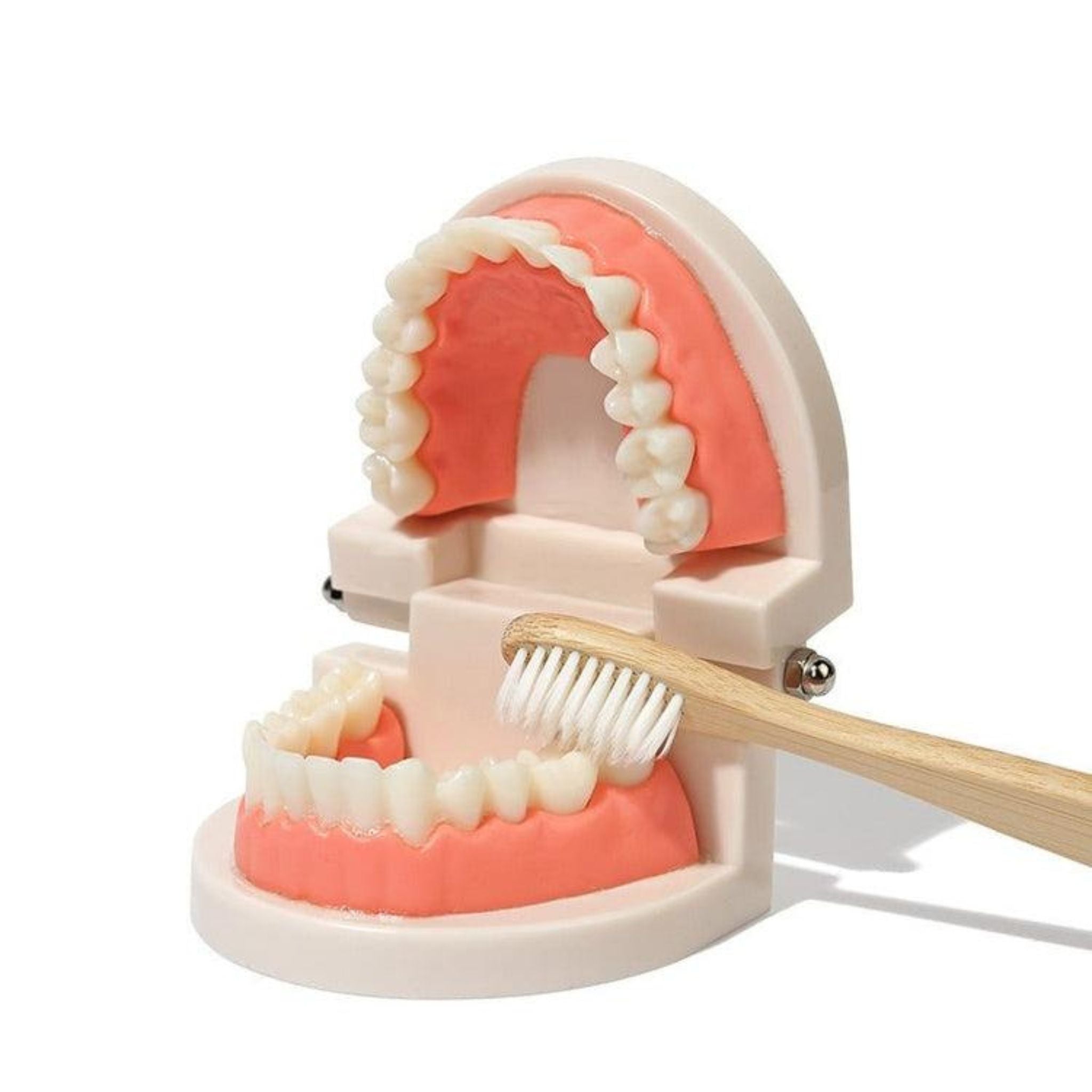 Montessori Brushing Teeth | Clever Toys Box